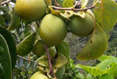 Hồng Giòn Đà Lạt – Sự tươi ngon chất lượng cao