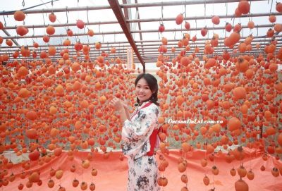 Nâng tầm trái hồng Đà Lạt