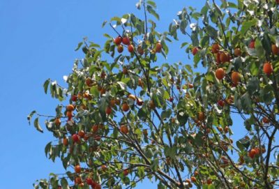 Rộn ràng mùa trái hồng ở Đà Lạt