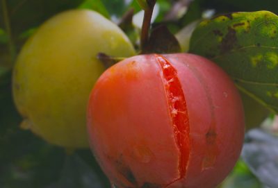 Rượu hồng xứ suơng mù