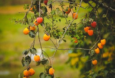 Vườn hồng Đà Lạt – đẹp đến lạ thường
