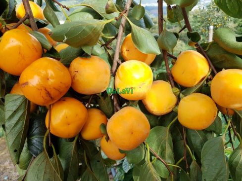 Top các giống quả hồng Đà Lạt thơm ngon, được săn đón