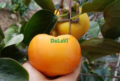 Khám phá món Hồng giòn Tiến Vua Đà Lạt