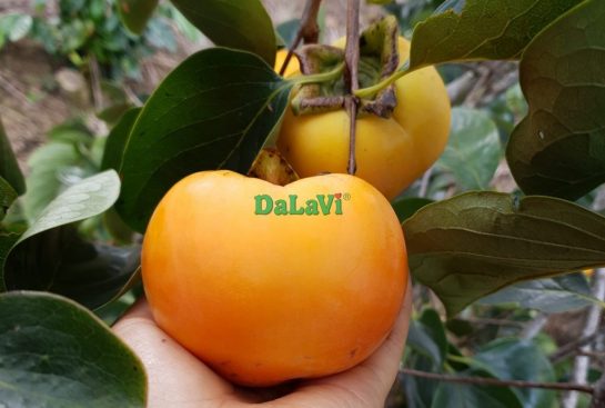 Mùa hồng Đà Lạt tháng 7 thức giấc, tin vui cho ai đang mong chờ