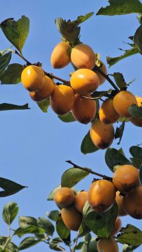 Cách ủ rượu hồng Đà Lạt, thức uống đặc sản nức tiếng vùng cao