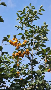 Top các giống quả hồng Đà Lạt thơm ngon, được săn đón