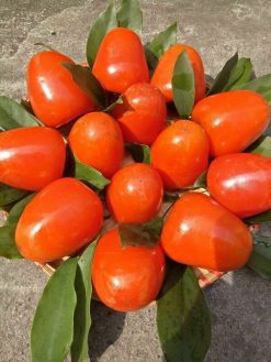 Hồng trứng láng Đà Lạt