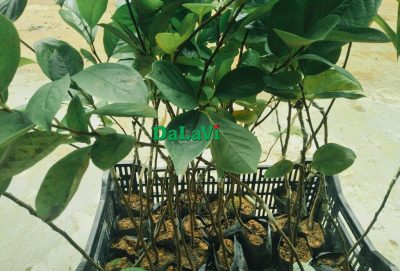Giống cây hồng trứng