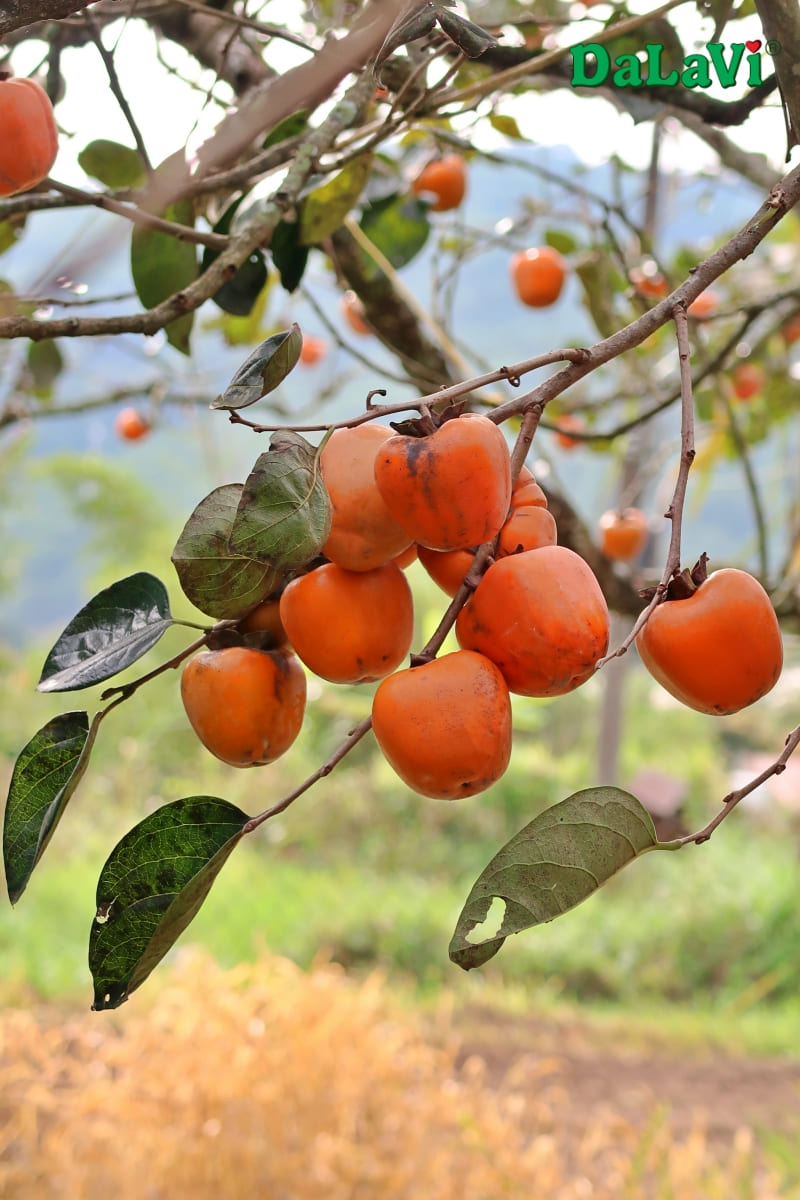 Hồng treo gió đạt chứng nhận ISO, mua hàng đạt chuẩn giá ưu đãi