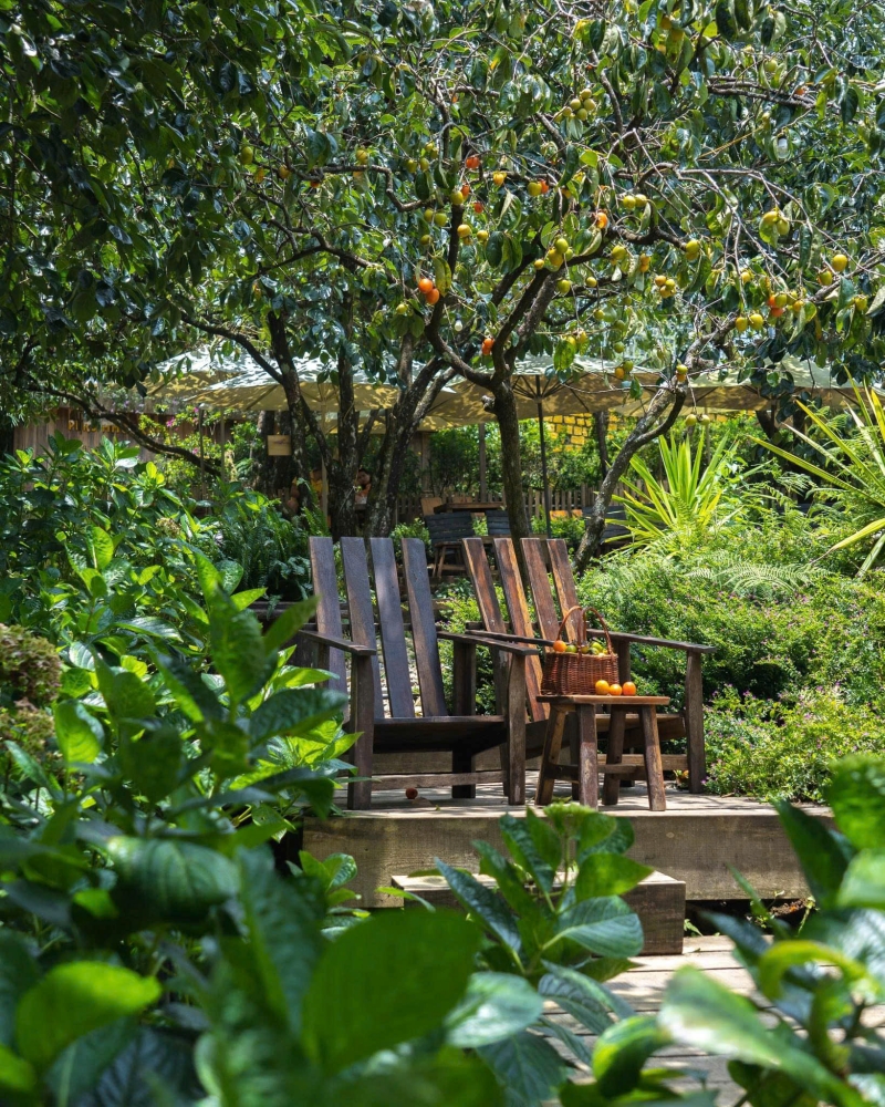 Mùa hồng Đà Lạt tháng 7 thức giấc, tin vui cho ai đang mong chờ