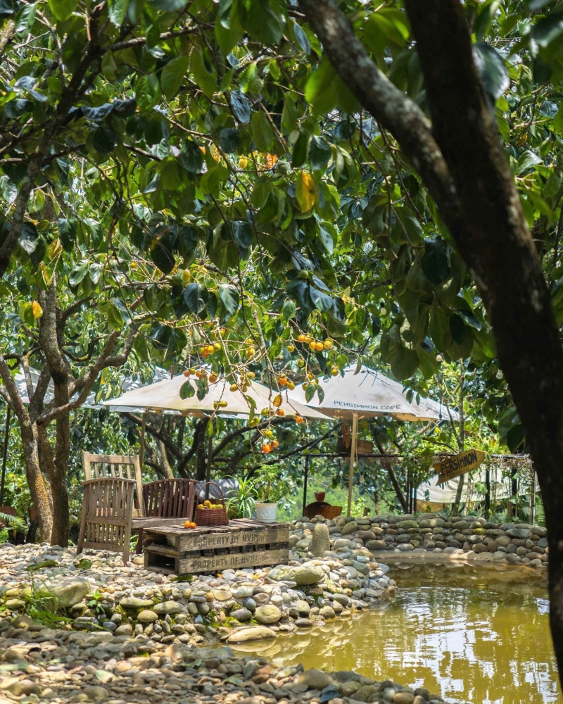 Mùa hồng Đà Lạt tháng 7 thức giấc, tin vui cho ai đang mong chờ