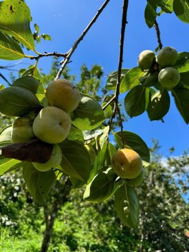 Mua 5kg hồng giòn Đà Lạt với giá ưu đãi và quy trình ủ an toàn