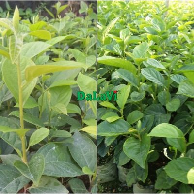 CÂY GIỐNG HỒNG