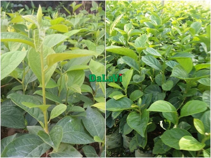 CÂY GIỐNG HỒNG